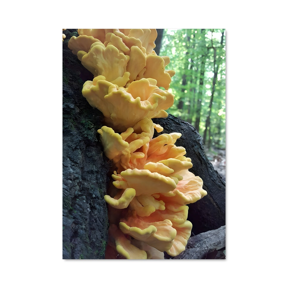 Poster Champignons d'Or