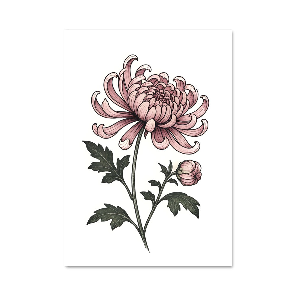 Poster Chrysanthemum 96495