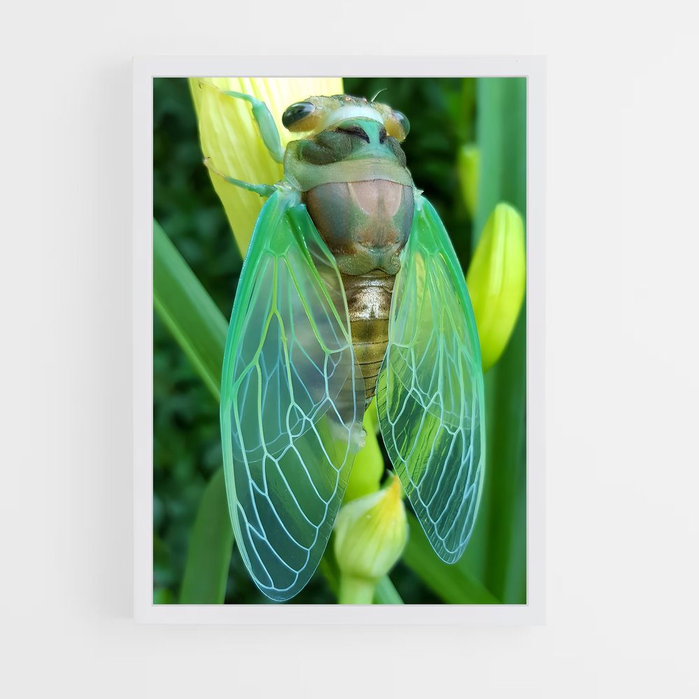 ap-cicada-1 cadre Blanc