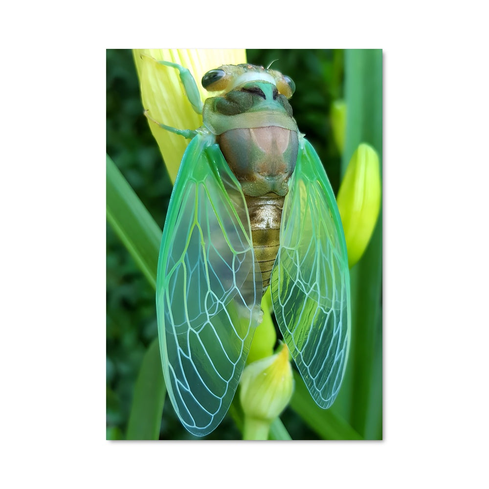 Poster Dans le Jardin des Cigales