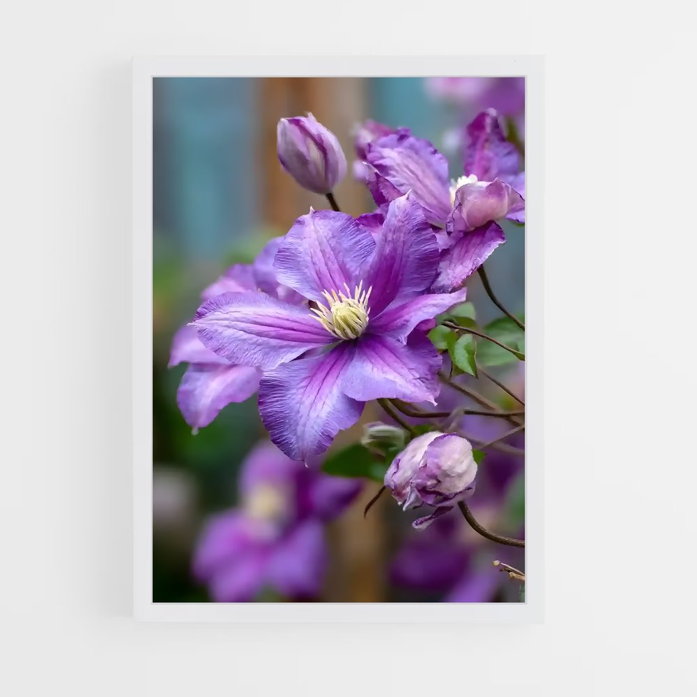 ap-clematis-10 cadre Blanc