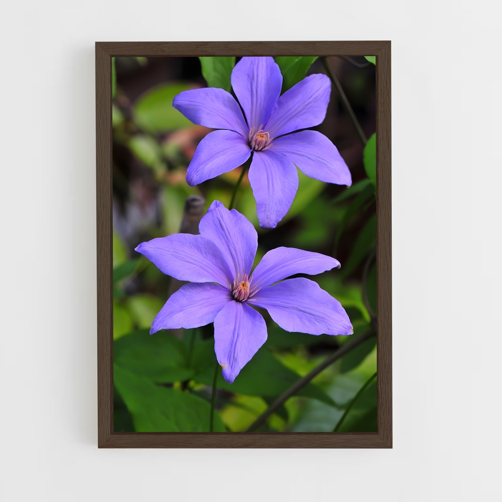 ap-clematis-3 cadre Bois foncé