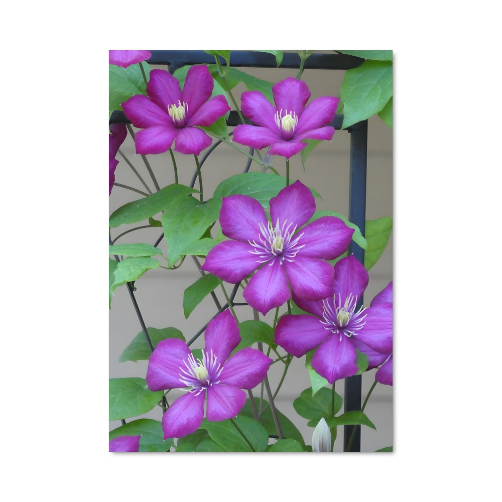 Poster Princesse Pourpre