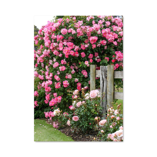 Poster Roses et Palissade