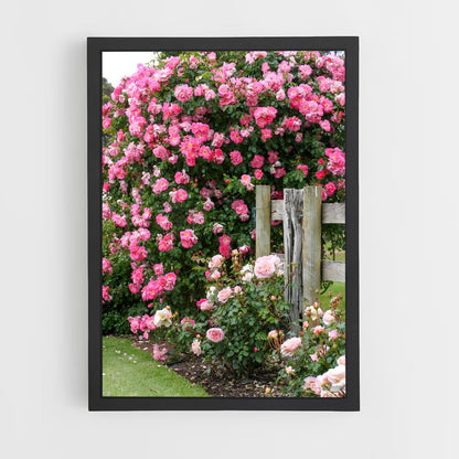 ap-climbing rose-9 cadre Noir