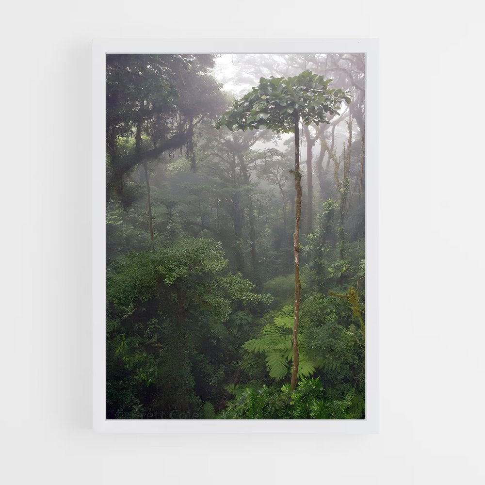 ap-cloud forest-2 cadre Blanc