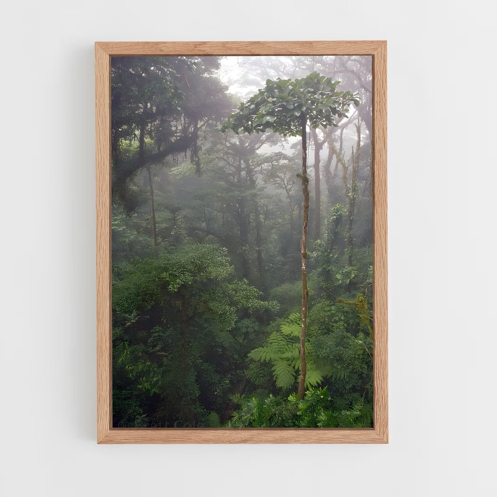 ap-cloud forest-2 cadre Bois clair