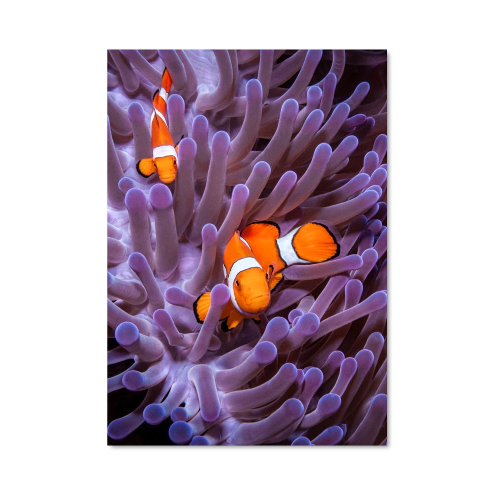 Poster La Danse des Clowns