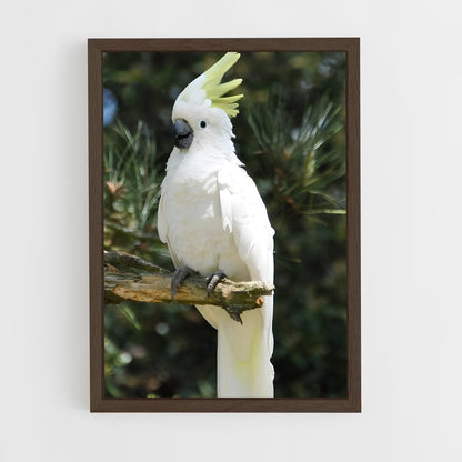 ap-cockatoo-2 cadre Bois foncé