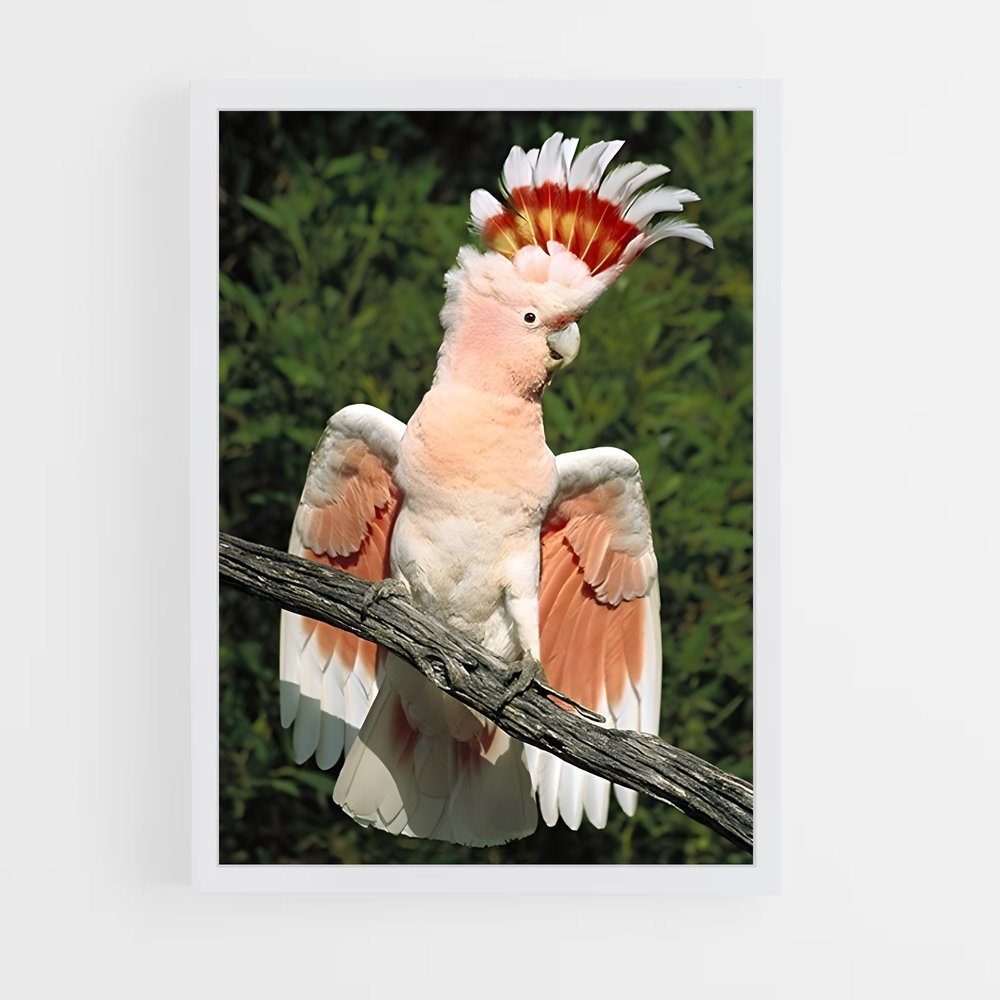 ap-cockatoo-3 cadre Blanc