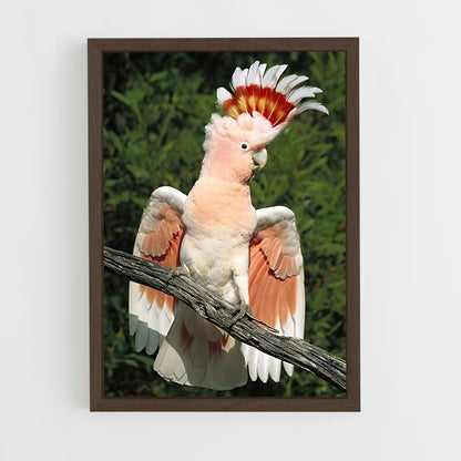 ap-cockatoo-3 cadre Bois foncé