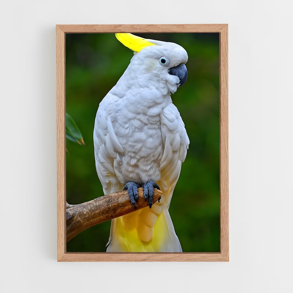 ap-cockatoo-4 cadre Bois clair
