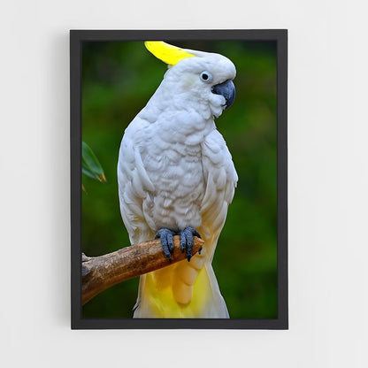 ap-cockatoo-4 cadre Noir