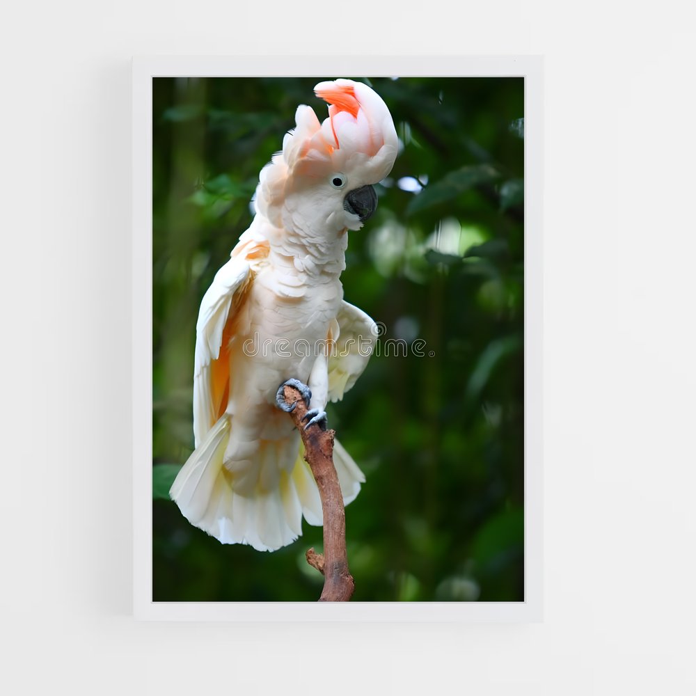 ap-cockatoo-6 cadre Blanc