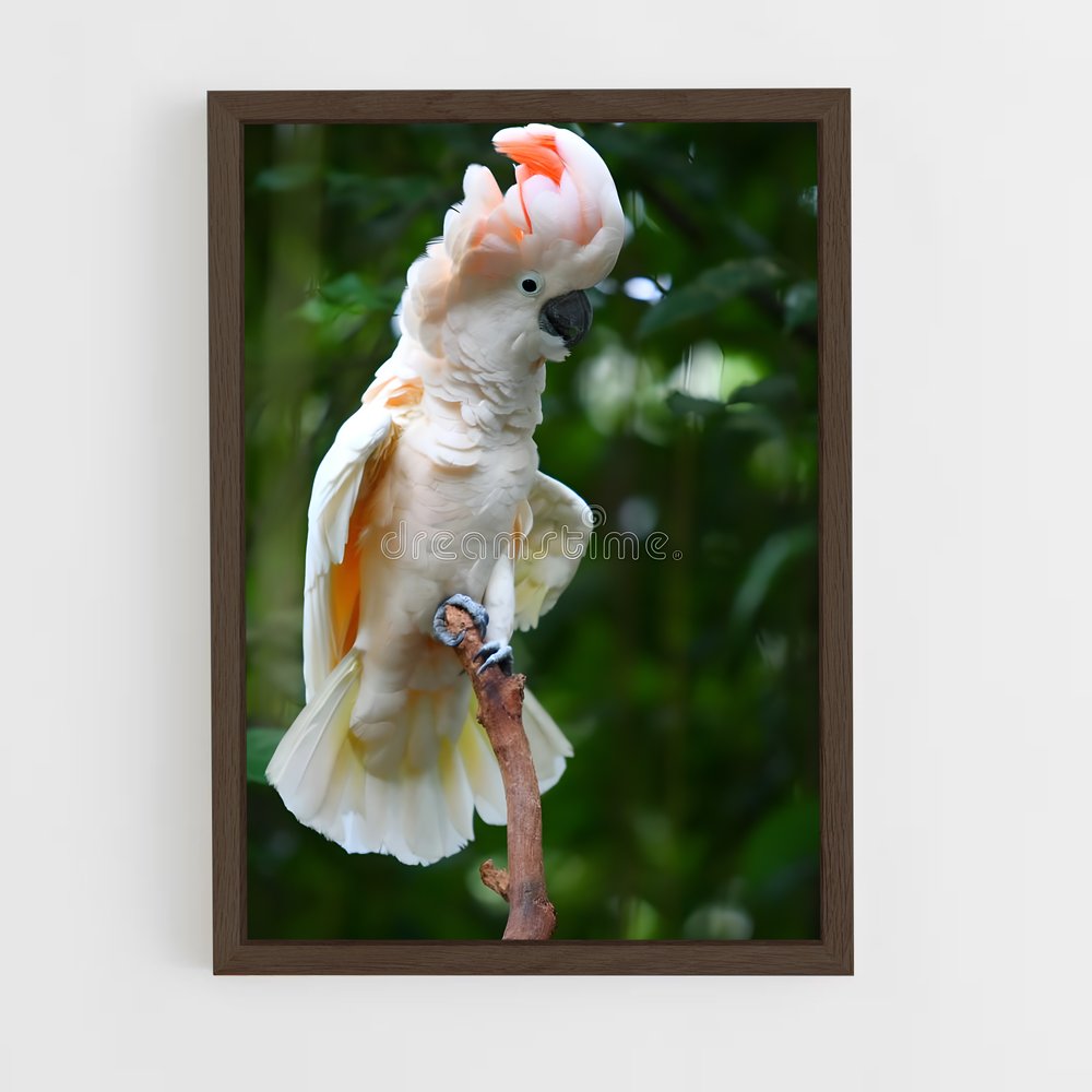 ap-cockatoo-6 cadre Bois foncé