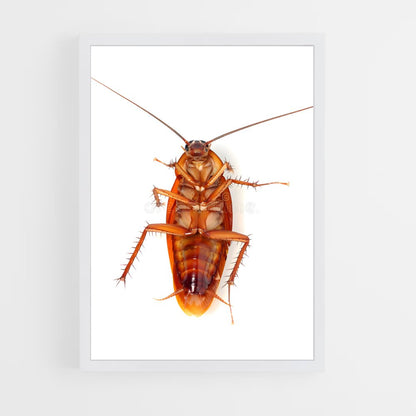 ap-cockroach-1 cadre Blanc