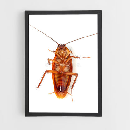 ap-cockroach-1 cadre Noir