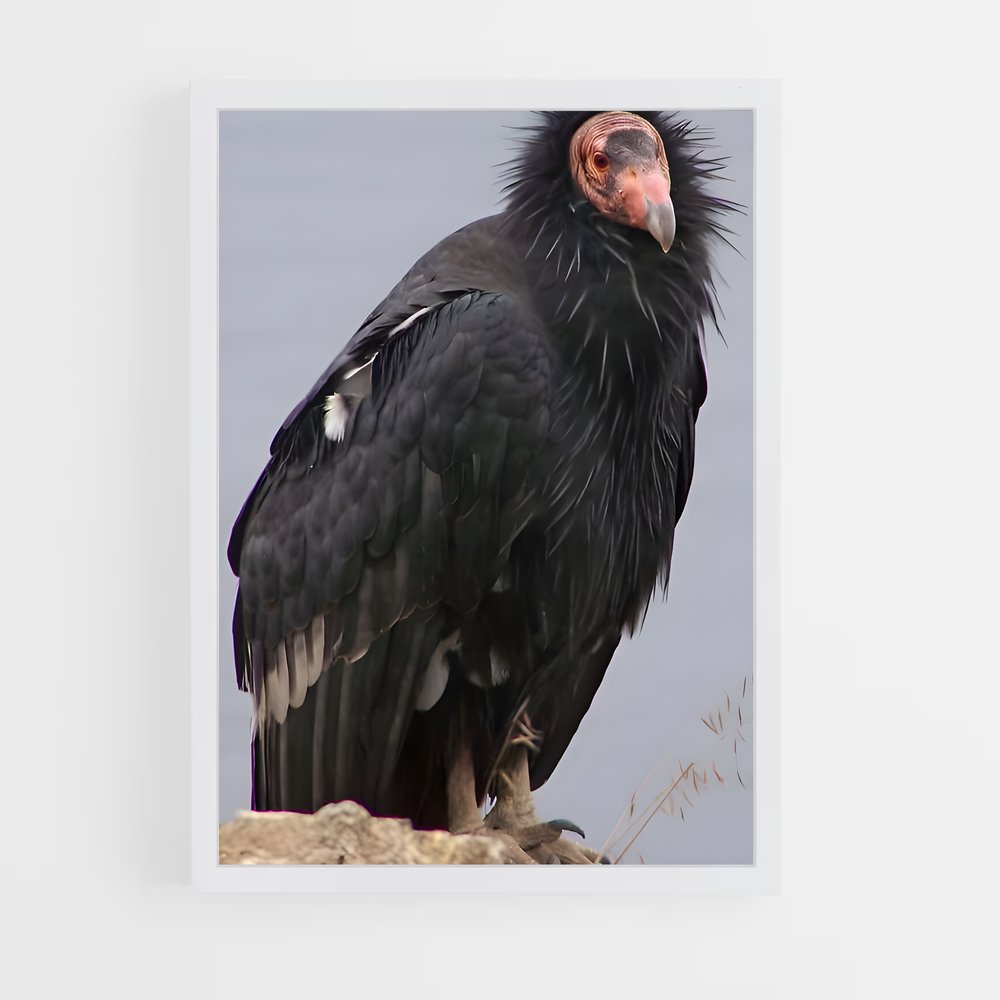 ap-condor-2 cadre Blanc