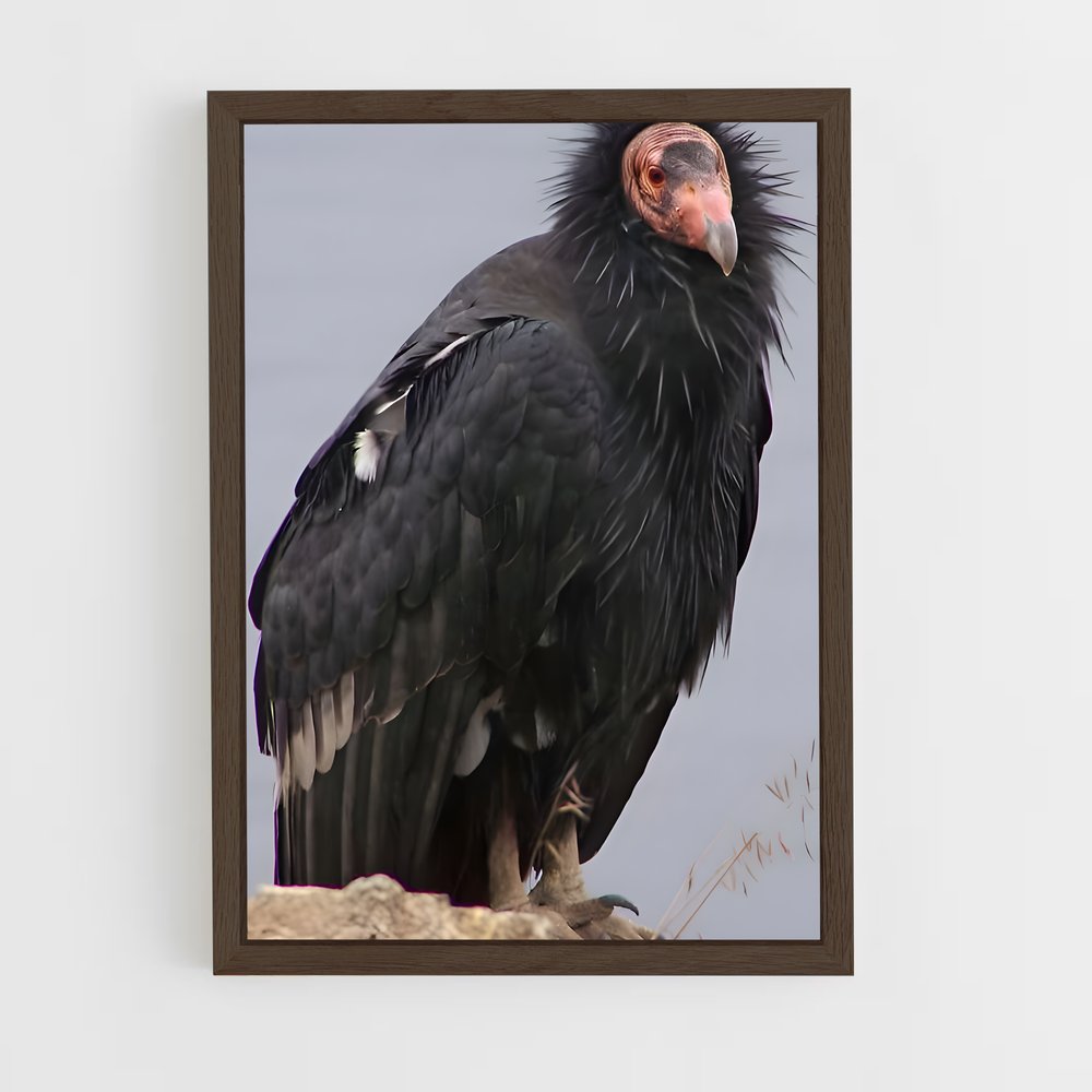 ap-condor-2 cadre Bois foncé