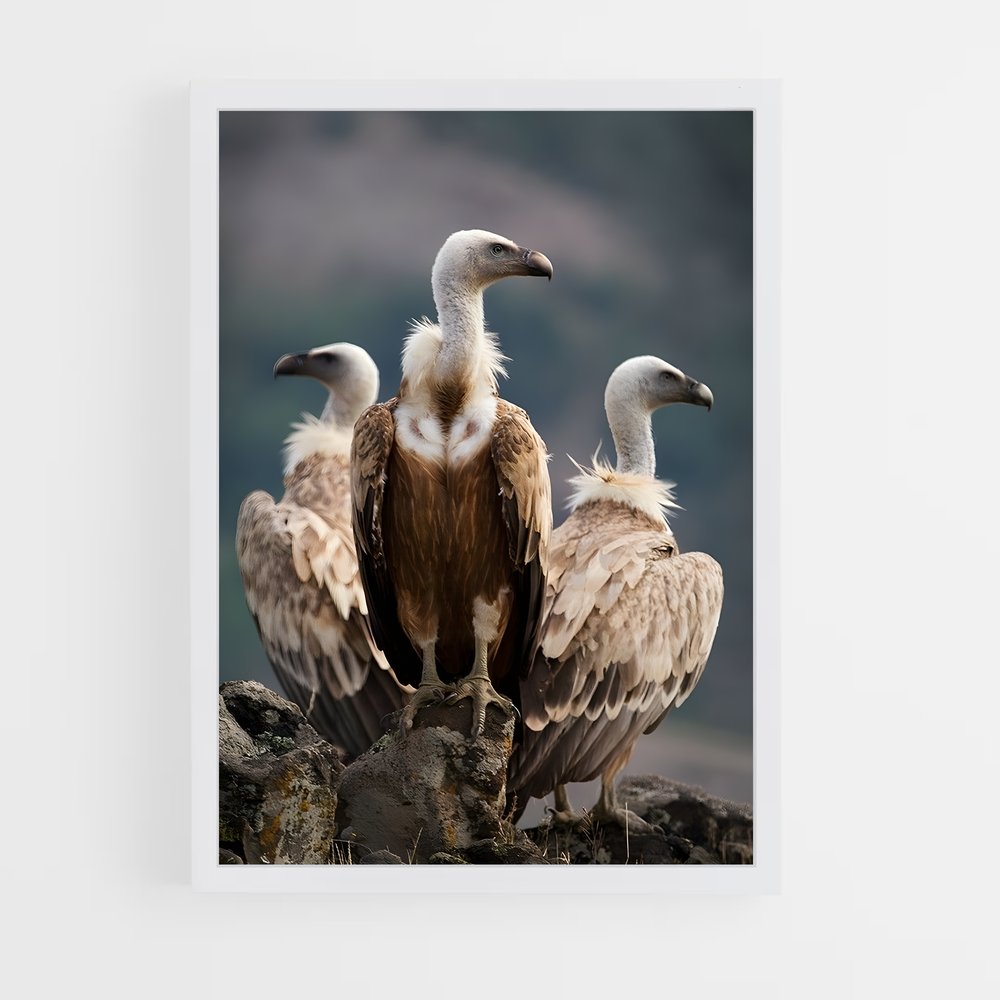 ap-condor-5 cadre Blanc