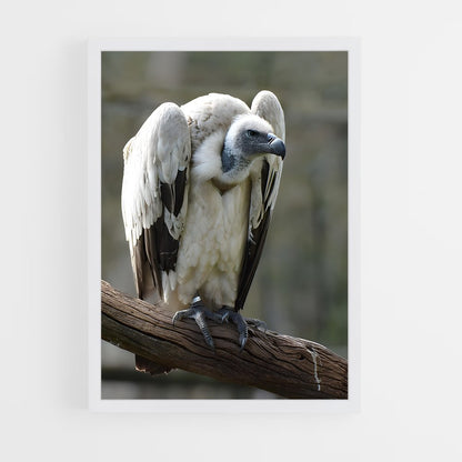 ap-condor-6 cadre Blanc