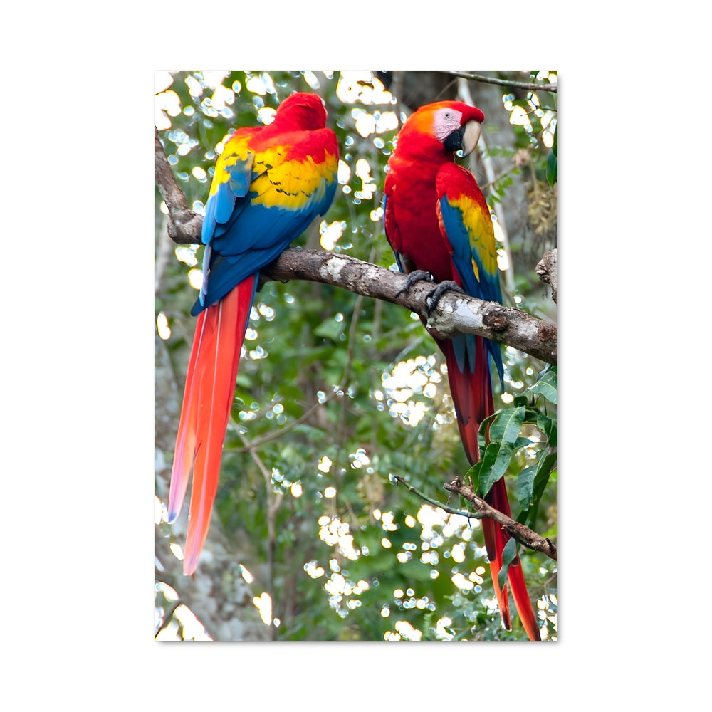 Poster Couleurs Tropicales