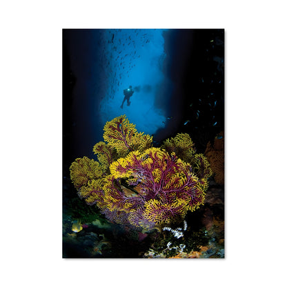 Poster Coral Symphony