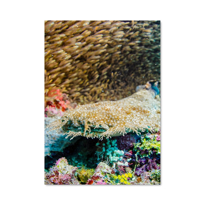 Poster Coral triangle diving 67958
