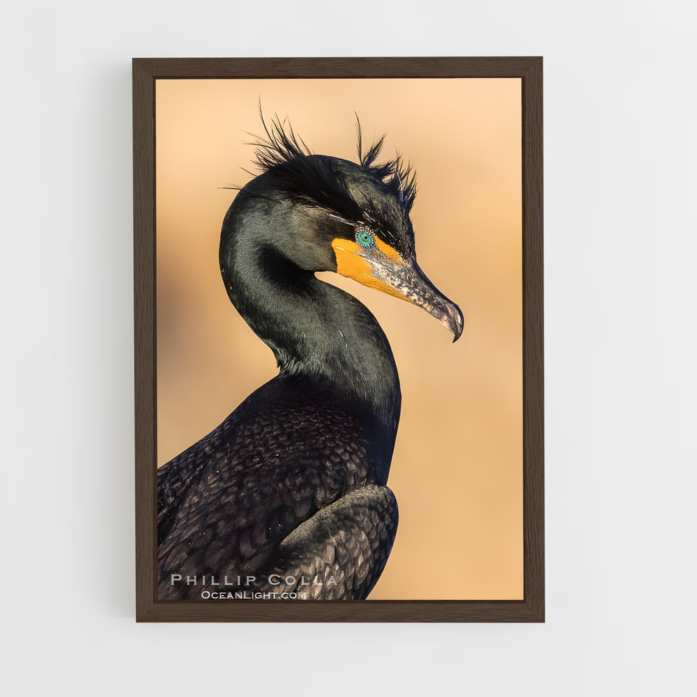 ap-cormorant-1 cadre Bois foncé