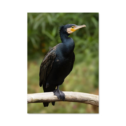 Poster Oiseau de Brume