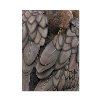 Poster Cormorant Mystique