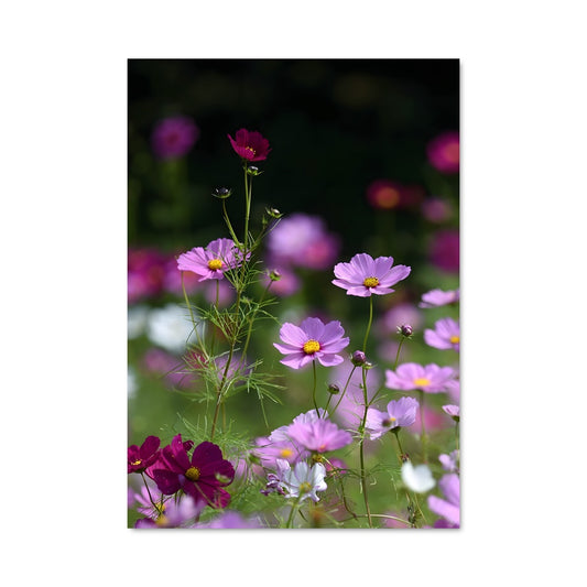 Poster Fleurs Stellaires