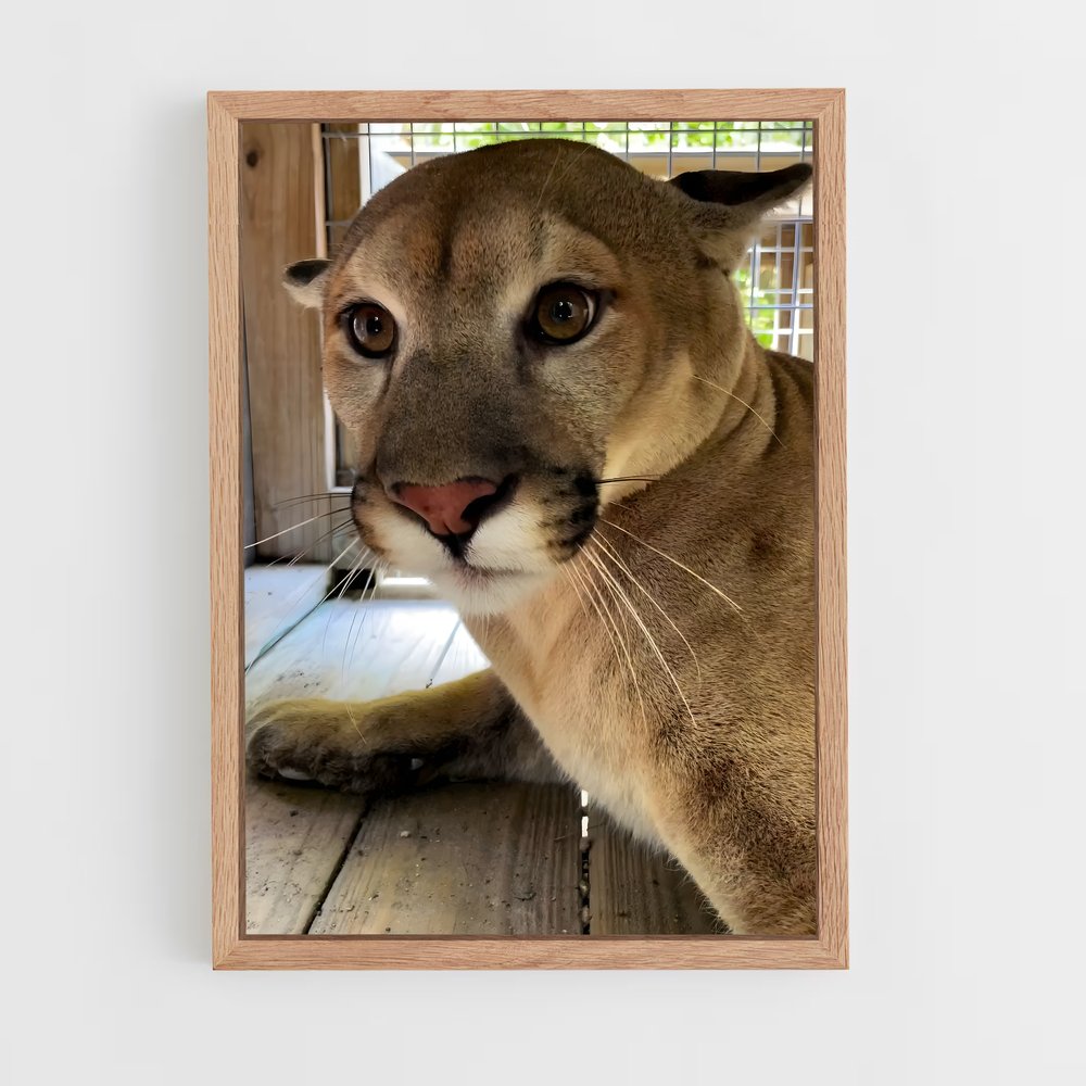 ap-cougar-2 cadre Bois clair