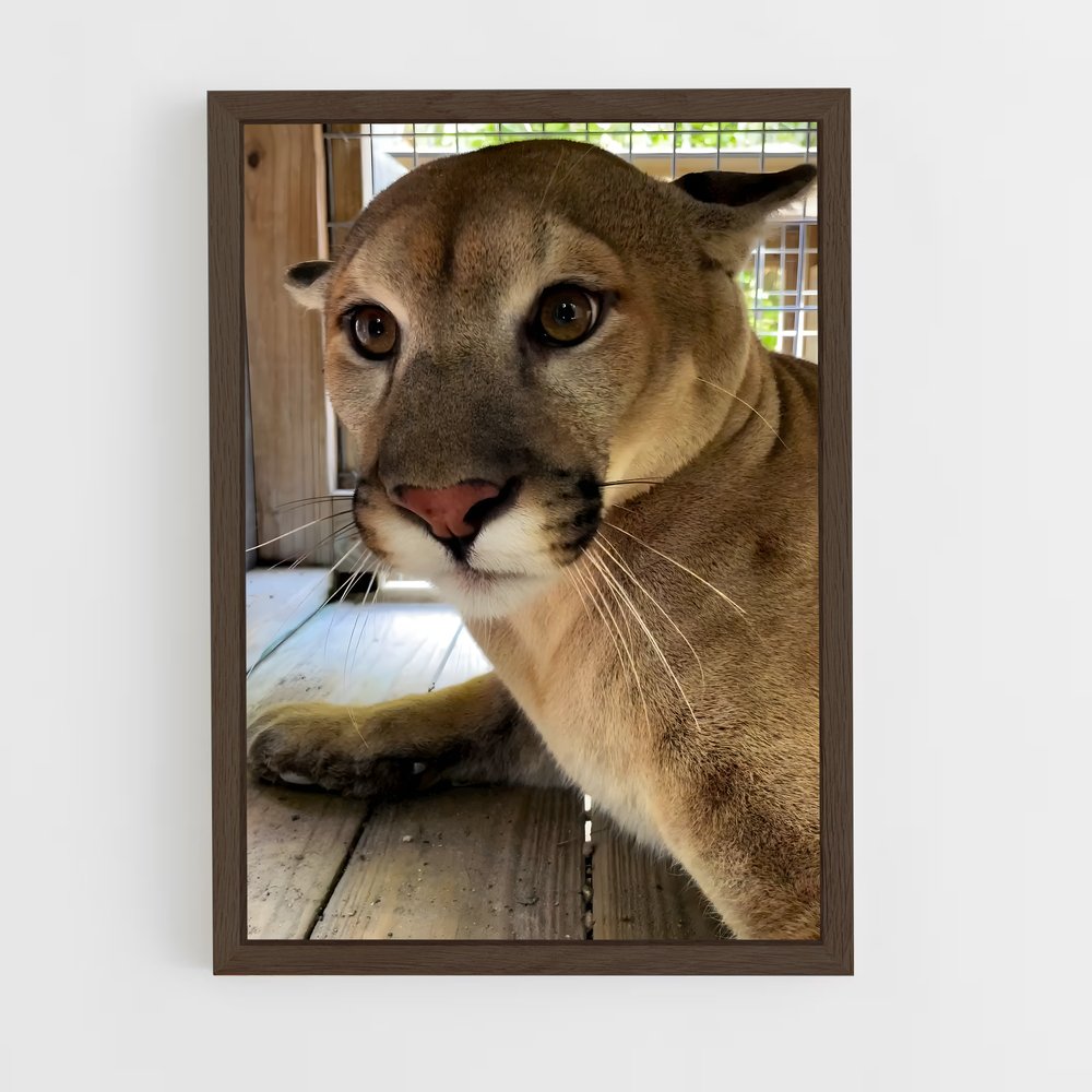 ap-cougar-2 cadre Bois foncé