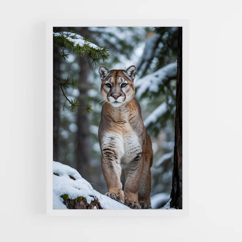 ap-cougar-5 cadre Blanc
