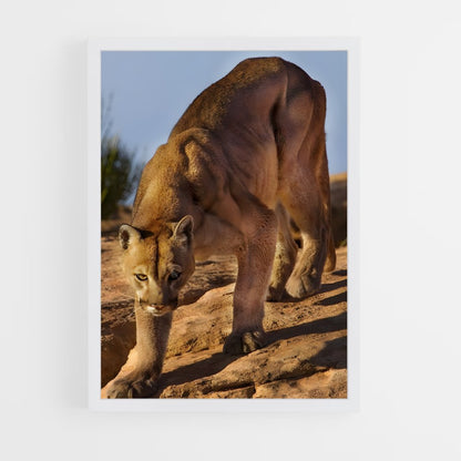 ap-cougar-6 cadre Blanc