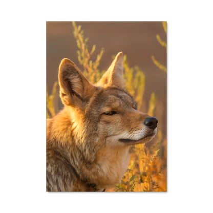 Poster Coyote d'Automne