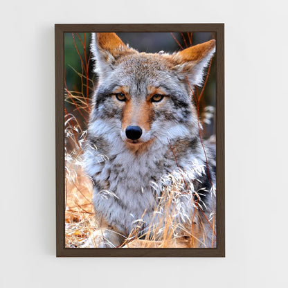 ap-coyote-9 cadre Bois foncé