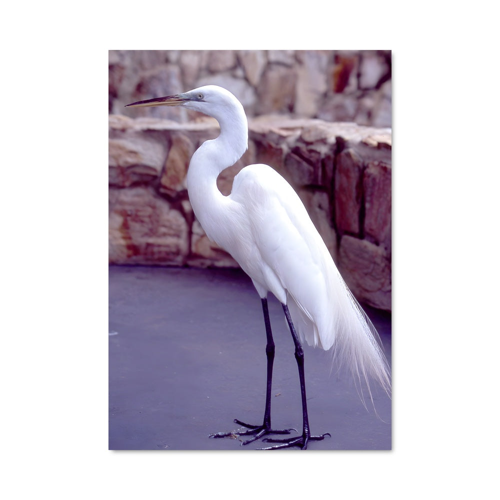 Poster Grue Élégante