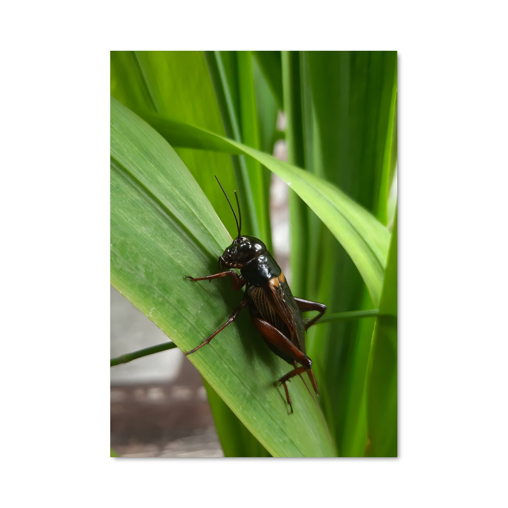 Poster Criquet Sur Feuille