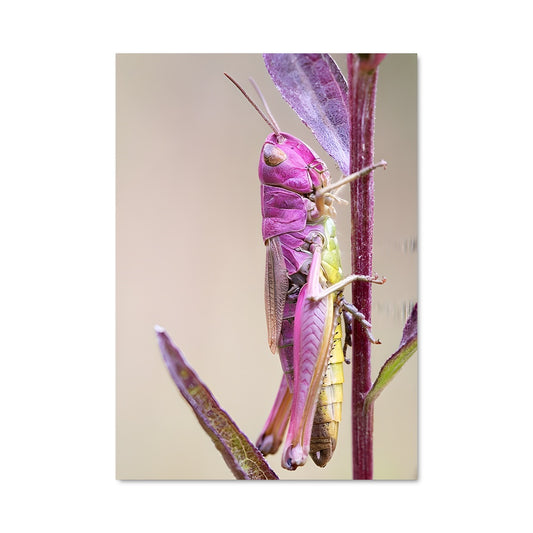 Poster Saut de Grenouille