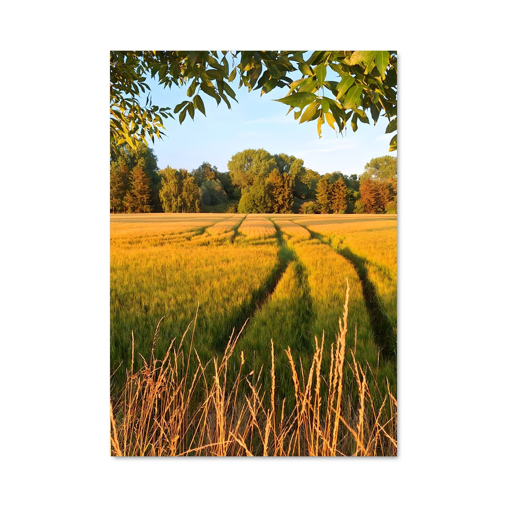 Poster Champs de Rêve