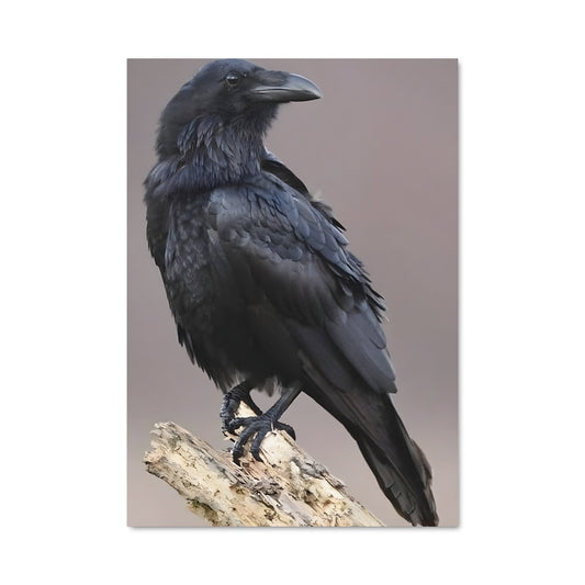 Poster Corbeau Mystique