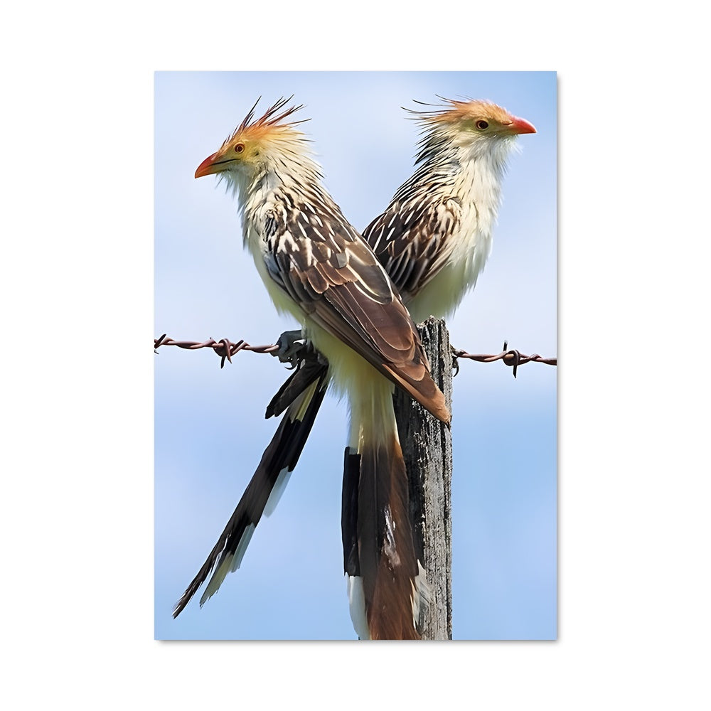Poster La Barrière des Oiseaux