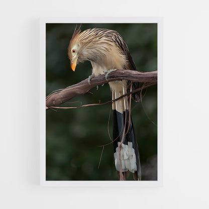 ap-cuckoo-3 cadre Blanc