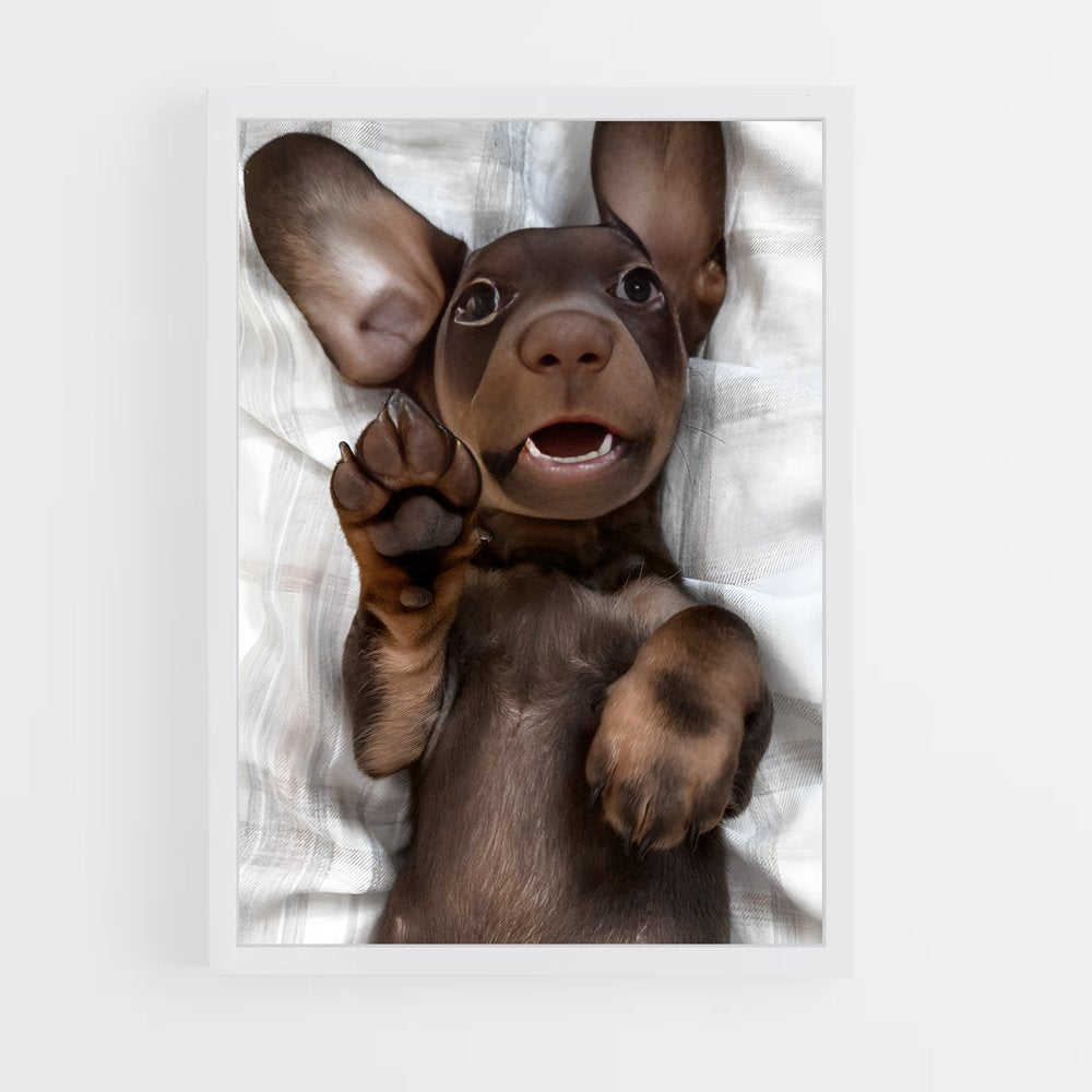 ap-dachshund-2 cadre Blanc