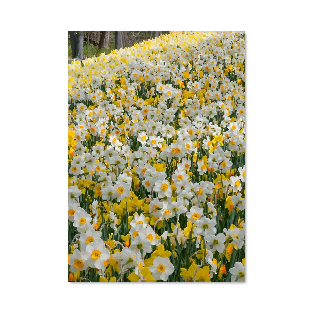 Poster Champ de Jonquilles