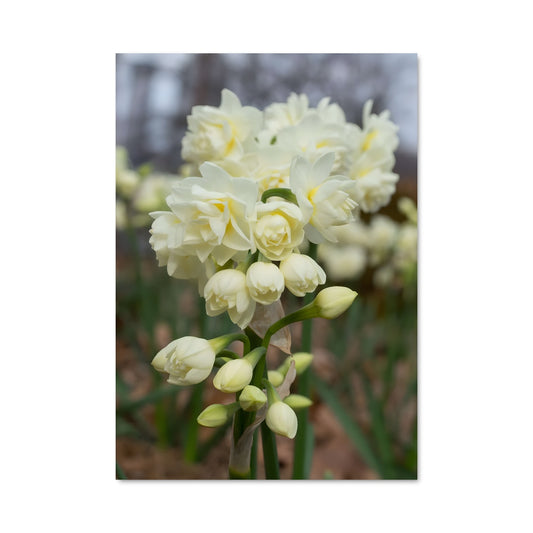 Poster Blanches Éclatantes