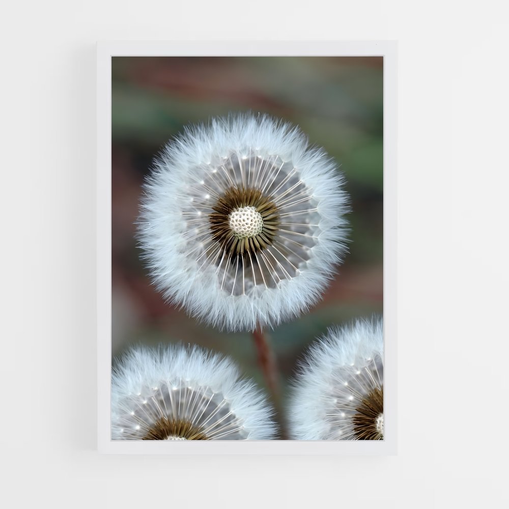 ap-dandelion-13 cadre Blanc