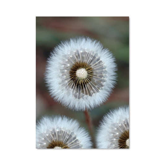 Poster Pollen Magique